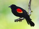 Red-Winged-Blackbird.--3858493028.jpg