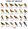 Types-of-Orioles-1002x1024-1519036202.jpg