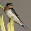 Barn Swallow (2).jpeg