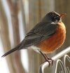 American Robin.jpeg