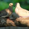 Mourning Dove.jpeg