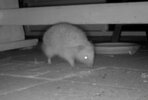 Hedgehog by night.jpeg