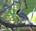 IMG_3785.JPG