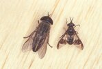Horse-and-Deer-Fly2-Castner.jpg