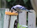 IMG_3881.JPG