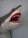 My great white closeup.jpg My great white closeup.jpg