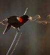 when-the-air-is-cold-enough-the-melody-of-a-bird-becomes-v0-ck6tbl7ryqhf1.jpg