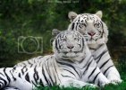 1-white_tigers.jpg