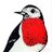 robin bird