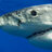 WtShark