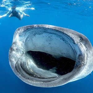 whale-shark-in-mexico.jpg